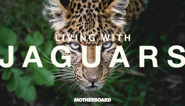 与美洲豹同居（Living with Jaguars） 游戏封面