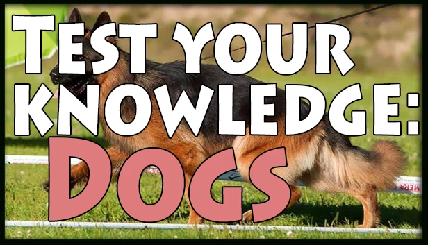 狗的知识测试（Test your knowledge: Dogs） 游戏封面