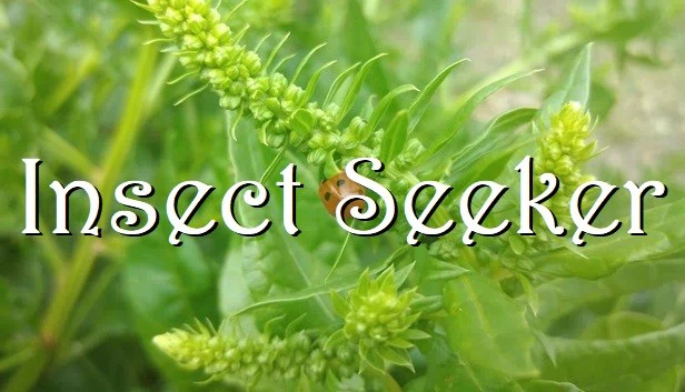昆虫猎人（Insect Seeker） 游戏封面