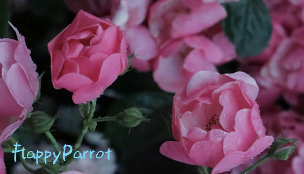 FlappyParrot 游戏封面